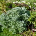 Artemisia absinthium
